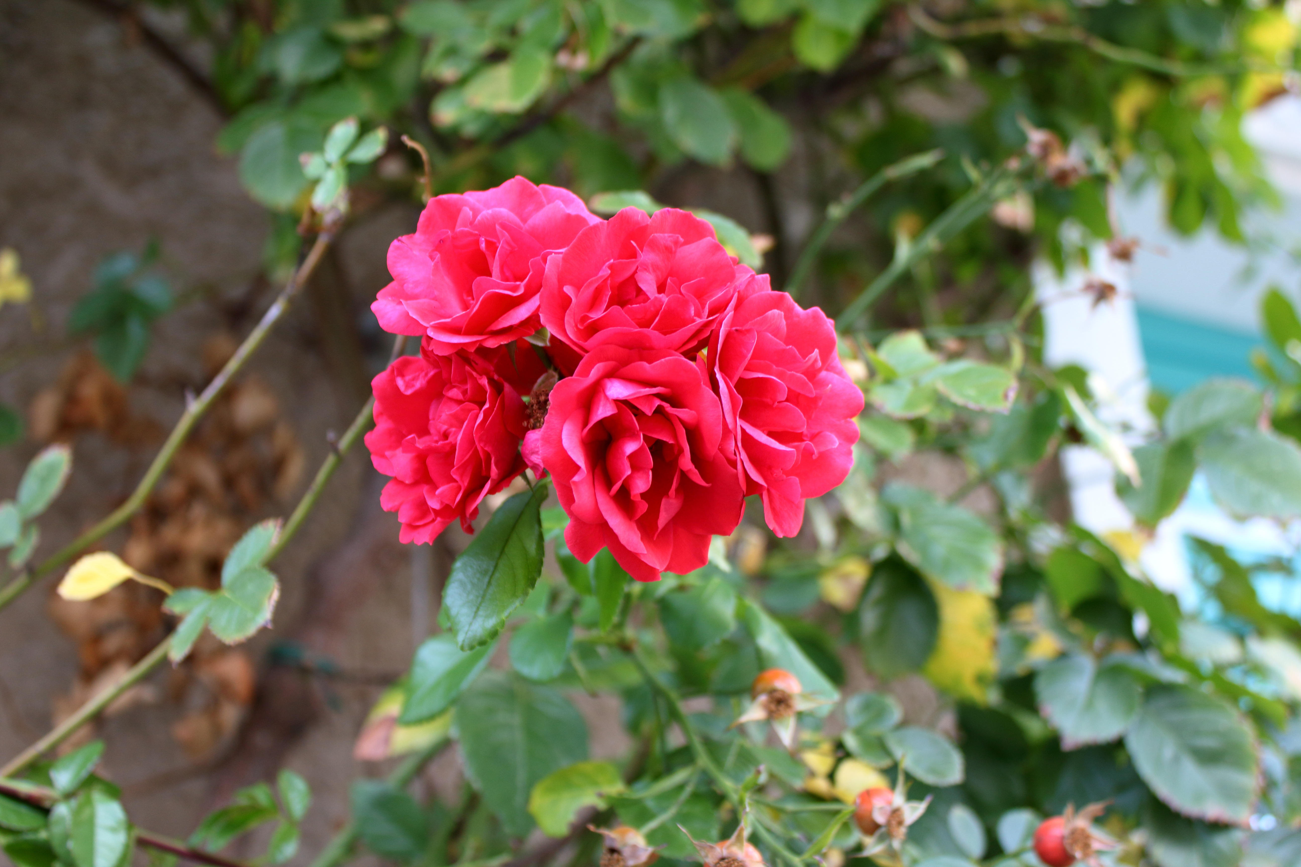 Blumen Blumen