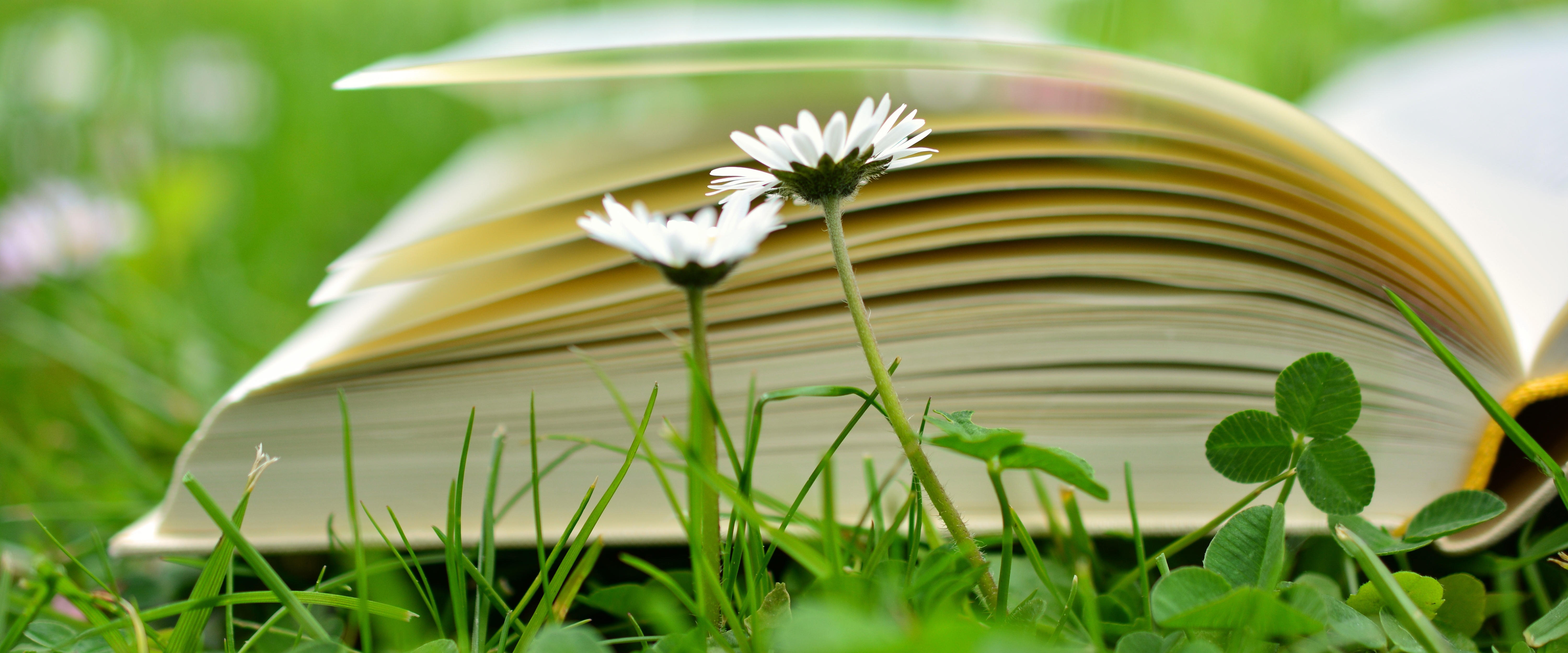 Buch Lesen Entspannen